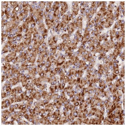 Immunohistochemistry (Formalin/PFA-fixed paraffin-embedded sections) - Anti-PEX3 antibody (AB247042), expandable thumbnail