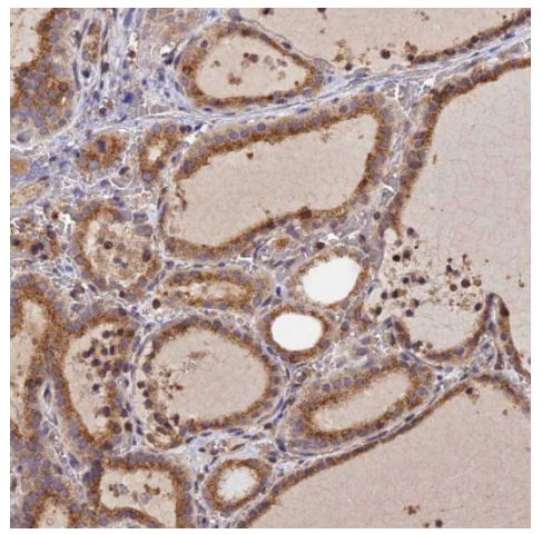 Immunohistochemistry (Formalin/PFA-fixed paraffin-embedded sections) - Anti-PEX3 antibody (AB247042)
