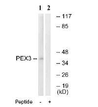 Western blot - Anti-PEX3 antibody (AB74505)