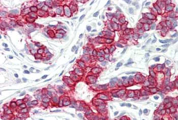 Immunohistochemistry (Formalin/PFA-fixed paraffin-embedded sections) - Anti-PEX7 antibody (AB167036)