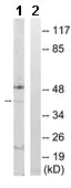Western blot - Anti-PEX7 antibody (AB167036)