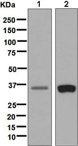 Western blot - Anti-PEX7 antibody [EPR7714(2)(B)] (AB134962)