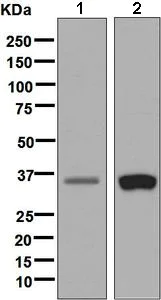 Western blot - Anti-PEX7 antibody [EPR7714(2)(B)] (AB134962)