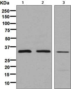 Western blot - Anti-PEX7 antibody [EPR7715(2)(B)] (AB133754)