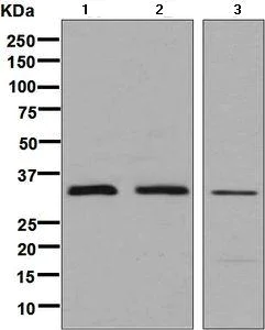 Western blot - Anti-PEX7 antibody [EPR7715(2)(B)] - BSA and Azide free (AB248640)