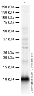 Western blot - Anti-PF4 antibody (AB9561), expandable thumbnail
