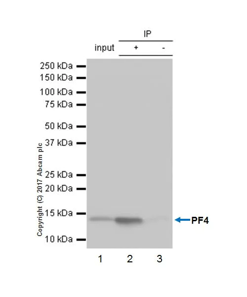 Immunoprecipitation - Anti-PF4 antibody [EPR17279-1] - BSA and Azide free (AB227485)