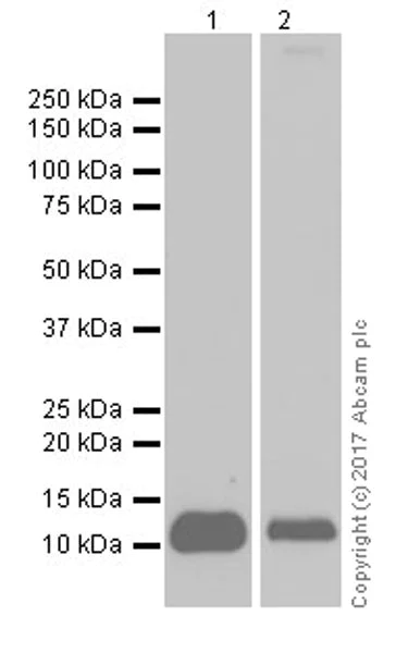 Western blot - Anti-PF4 antibody [EPR17279-1] - BSA and Azide free (AB227485)