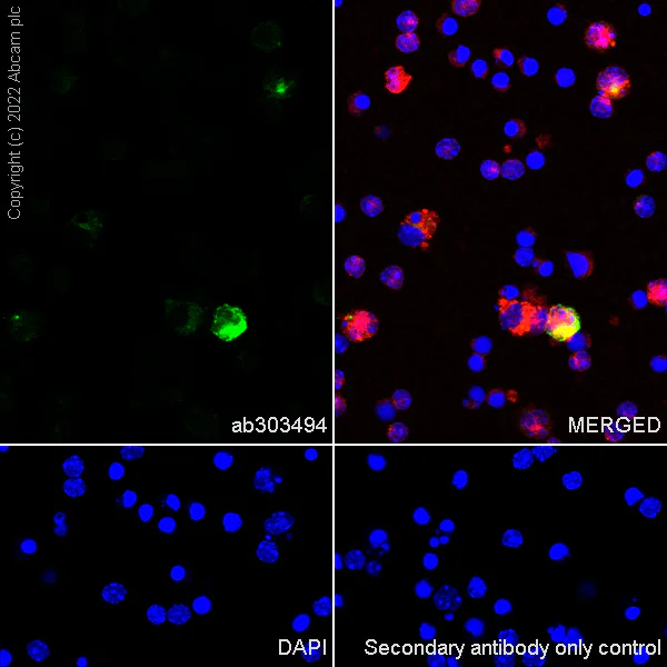 Immunocytochemistry/ Immunofluorescence - Anti-PF4 antibody [EPR26306-65] - BSA and Azide free (AB303495)