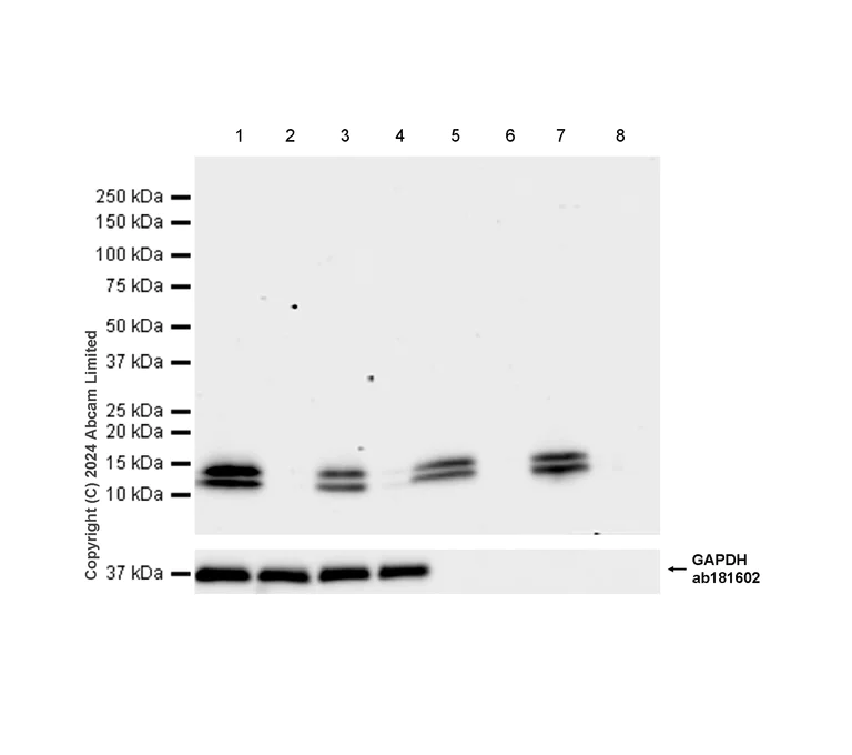 Western blot - Anti-PF4 antibody [EPR26306-65] - BSA and Azide free (AB303495)