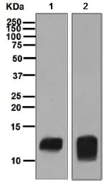 Western blot - Anti-PF4 antibody [EPR7762] - BSA and Azide free (AB248293)
