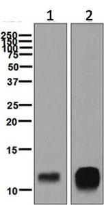 Western blot - Anti-PF4 antibody [EPR7763] - BSA and Azide free (AB248336), expandable thumbnail