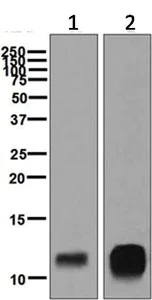 Western blot - Anti-PF4 antibody [EPR7763] - BSA and Azide free (AB248336)