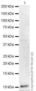 Western blot - Anti-PF4 antibody [RTO] (AB49735)