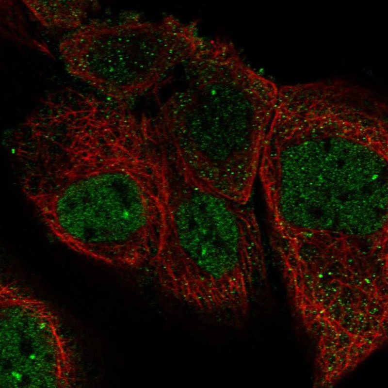 Immunocytochemistry/ Immunofluorescence - Anti-PFAS antibody (AB251740), expandable thumbnail