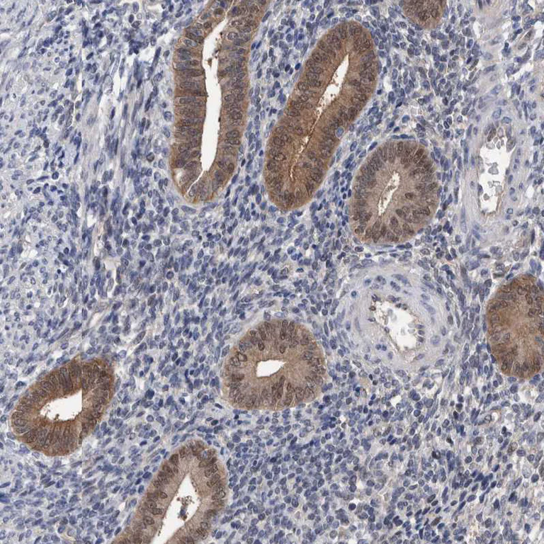 Immunohistochemistry (Formalin/PFA-fixed paraffin-embedded sections) - Anti-PFAS antibody (AB251740)