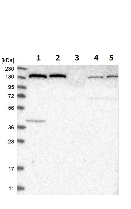 Western blot - Anti-PFAS antibody (AB251740), expandable thumbnail