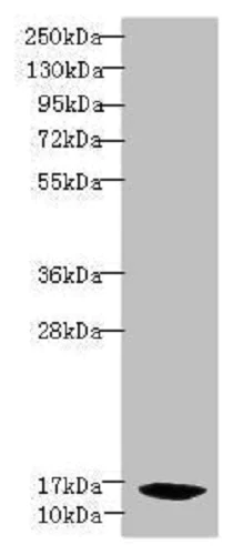 Western blot - Anti-PFDN2 antibody (AB237534)