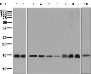 Western blot - Anti-PFDN5 antibody [EPR7755] - BSA and Azide free (AB248313)