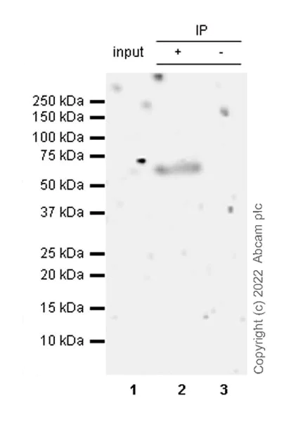 Immunoprecipitation - Anti-PFKFB3 antibody [EPR12594] - BSA and Azide free (AB218121)