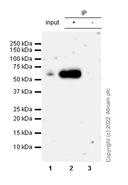 Immunoprecipitation - Anti-PFKFB3 antibody [EPR12594] - BSA and Azide free (AB218121)