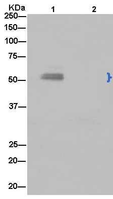 Immunoprecipitation - Anti-PFKFB3 antibody [EPR12594] - BSA and Azide free (AB218121)