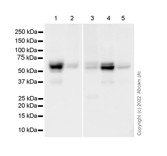 Western blot - Anti-PFKFB3 antibody [EPR12594] - BSA and Azide free (AB218121)