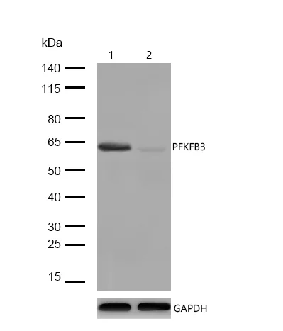 Western blot - Anti-PFKFB3 antibody [SR3683] (AB326695)