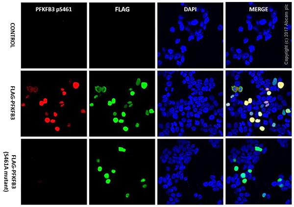 Immunocytochemistry/ Immunofluorescence - Anti-PFKFB3 (phospho S461) antibody [EPR19735] (AB202291)