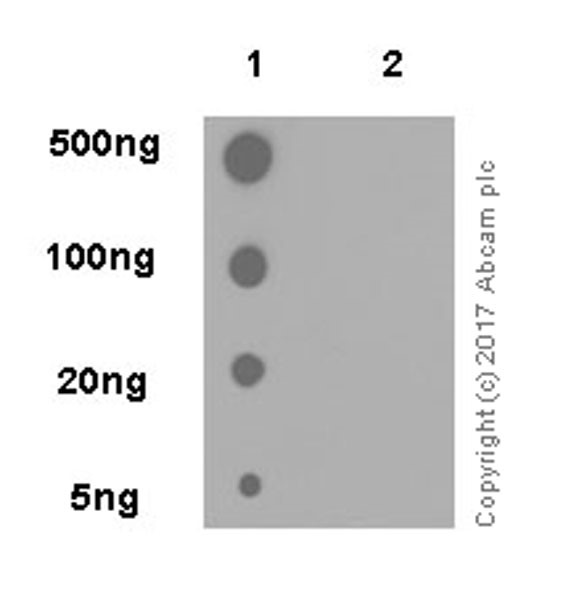 Dot Blot - Anti-PFKFB3 (phospho S461) antibody [EPR19735] - BSA and Azide free (AB232498), expandable thumbnail