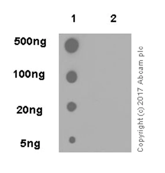 Dot Blot - Anti-PFKFB3 (phospho S461) antibody [EPR19735] - BSA and Azide free (AB232498)