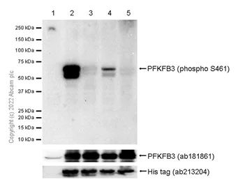 Western blot - Anti-PFKFB3 (phospho S461) antibody [EPR19735] - BSA and Azide free (AB232498)