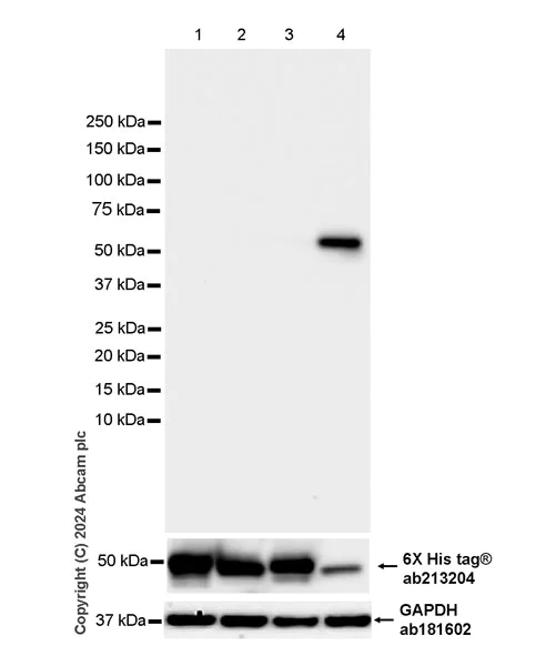 Western blot - Anti-PFKFB4 antibody [EPR28633-53] (AB318193)