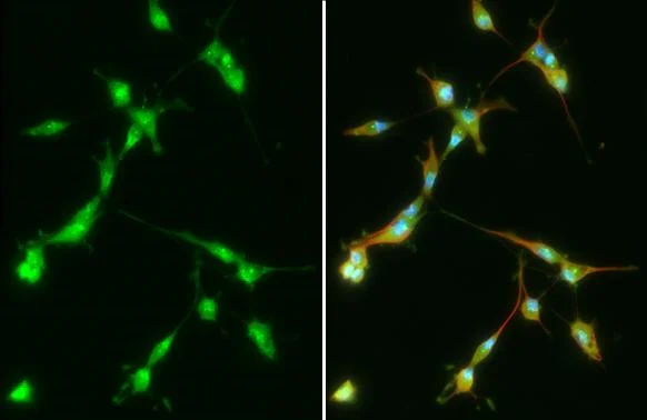 Immunocytochemistry/ Immunofluorescence - Anti-PFKFB4 antibody [HL2204] (AB317160)