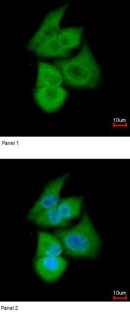 Immunocytochemistry/ Immunofluorescence - Anti-PFKL antibody (AB97443)