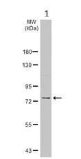 Western blot - Anti-PFKL antibody (AB97443)