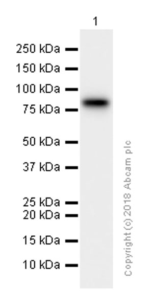 Western blot - Anti-PFKM antibody [EPR10734(B)] (AB154804), expandable thumbnail