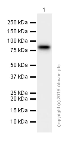 Western blot - Anti-PFKM antibody [EPR10734(B)] (AB154804)