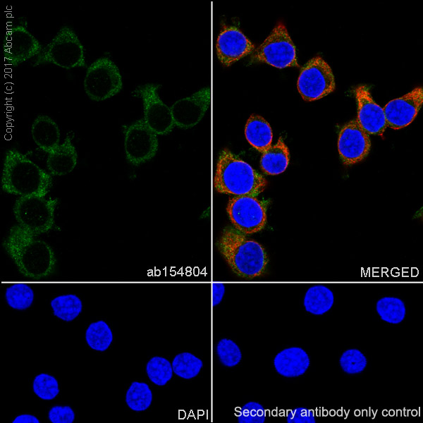 Immunocytochemistry/ Immunofluorescence - Anti-PFKM antibody [EPR10734(B)] - BSA and Azide free (AB232495)