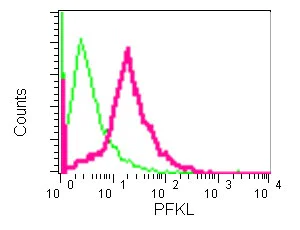 Flow Cytometry (Intracellular) - Anti-PFKM + PFKL antibody [EPR11904] (AB181064)