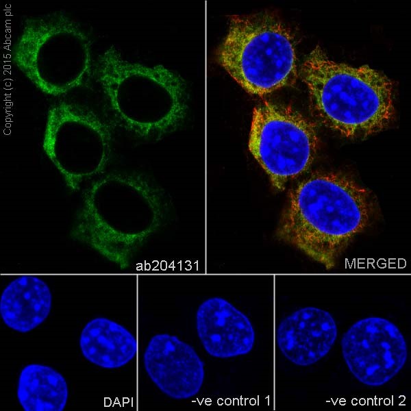 Immunocytochemistry/ Immunofluorescence - Anti-PFKM + PFKP antibody [EPR17314] (AB204131), expandable thumbnail
