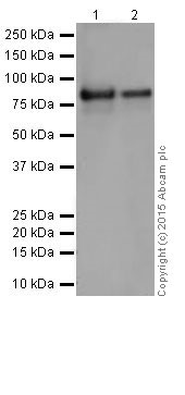 Western blot - Anti-PFKM + PFKP antibody [EPR17314] (AB204131), expandable thumbnail