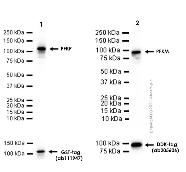 Western blot - Anti-PFKM + PFKP antibody [EPR17314] - BSA and Azide free (AB242413)