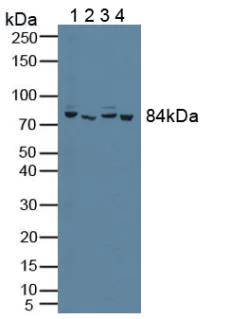 Western blot - Anti-PFKP antibody (AB233109)