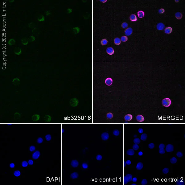 Immunocytochemistry/ Immunofluorescence - Anti-PFKP antibody [EPR28830-157] (AB325016)