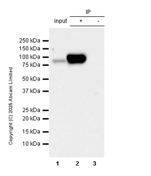 Immunoprecipitation - Anti-PFKP antibody [EPR28830-157] (AB325016)
