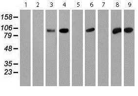 Western blot - Anti-PFKP antibody [OTI1D6] (AB119796)