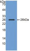 Western blot - Anti-PGA5 antibody [C4] (AB239479)