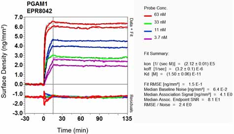 OI-RD Scanning - Anti-PGAM1 antibody [EPR8042] - BSA and Azide free (AB248342), expandable thumbnail