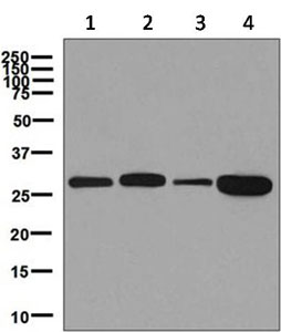 Western blot - Anti-PGAM1 antibody [EPR8042] - BSA and Azide free (AB248342), expandable thumbnail